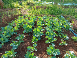 nicholaskibii.gnomio.com